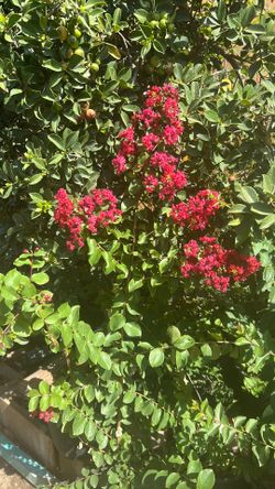 Cremeros / Crepe Myrtle / Lagastroemia