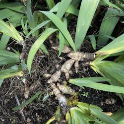Purple Bearded Iris Bulbs