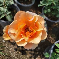 Rose Bush