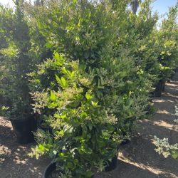 15 Gal Wax Leaf Privet Hedges 