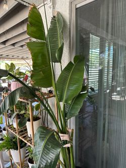 Plant