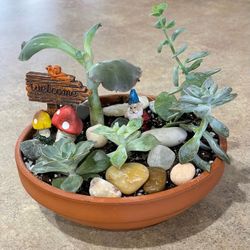 Succulent Arrangements