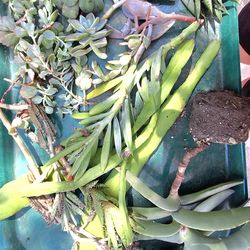 Free succulent cuttings- see description below