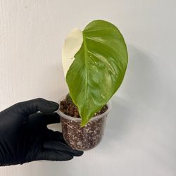 Monstera Albo