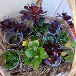 Succulents =$3
