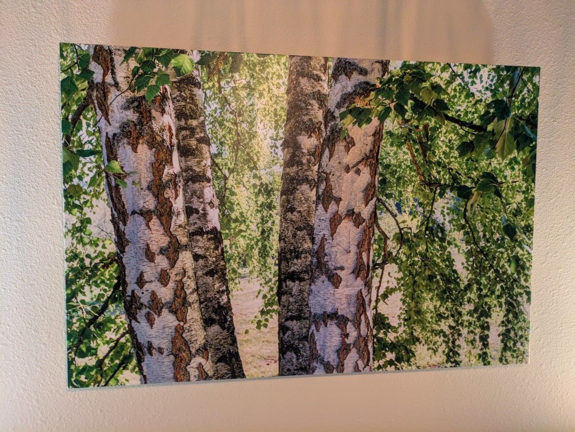 Canvas Wrap Trees Photo Juanita Bay Kirkland