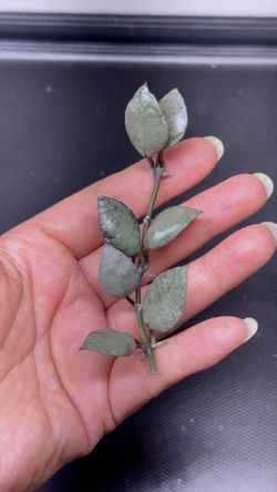 Hoya lacunosa violet