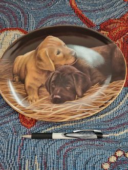 Two's Company. Lab Puppies.