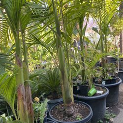 Beautiful King Palm$$136 Each
