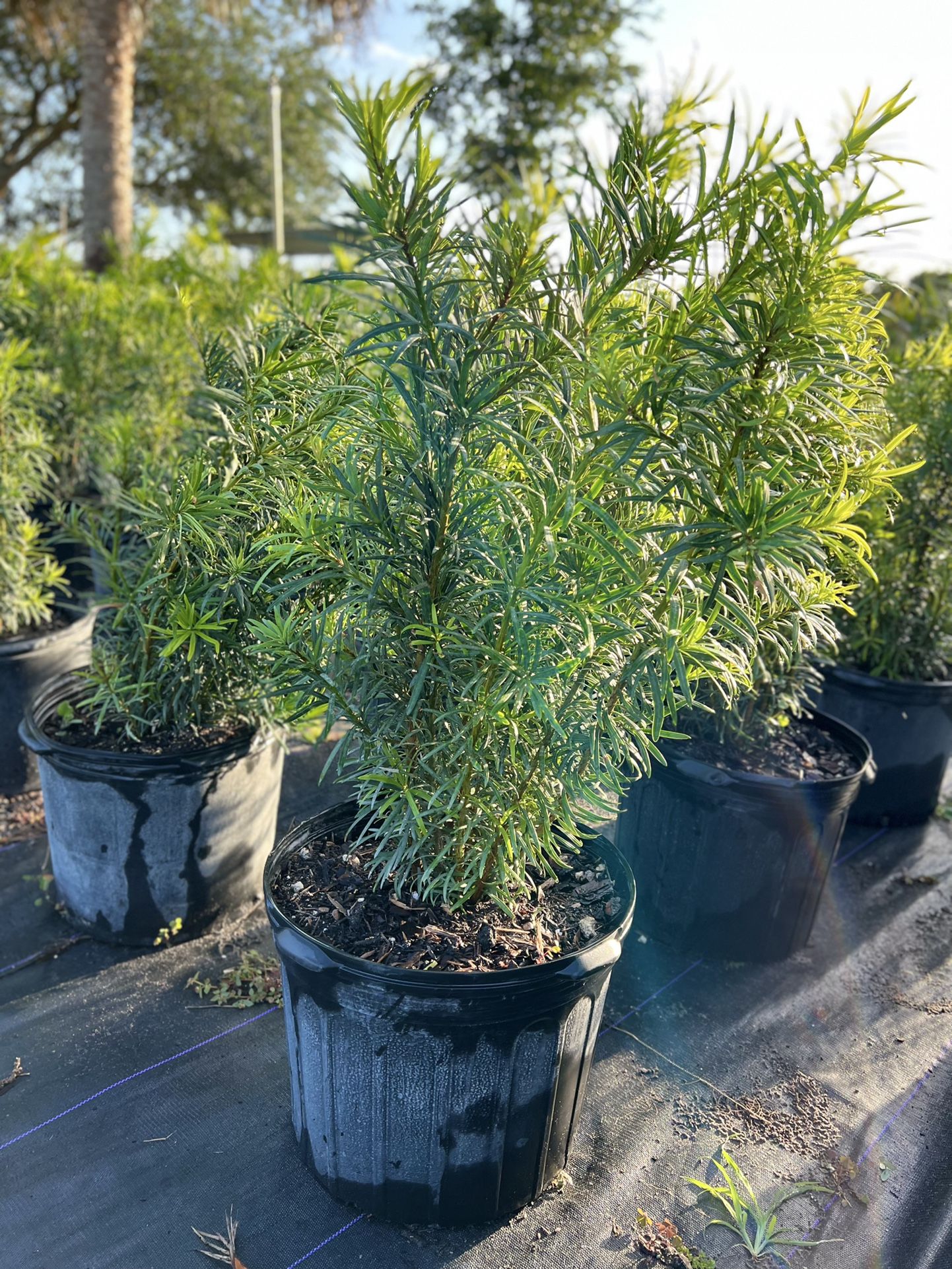 Podocarpus Plants