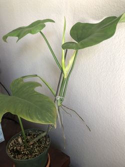 Philedendron Revolution 