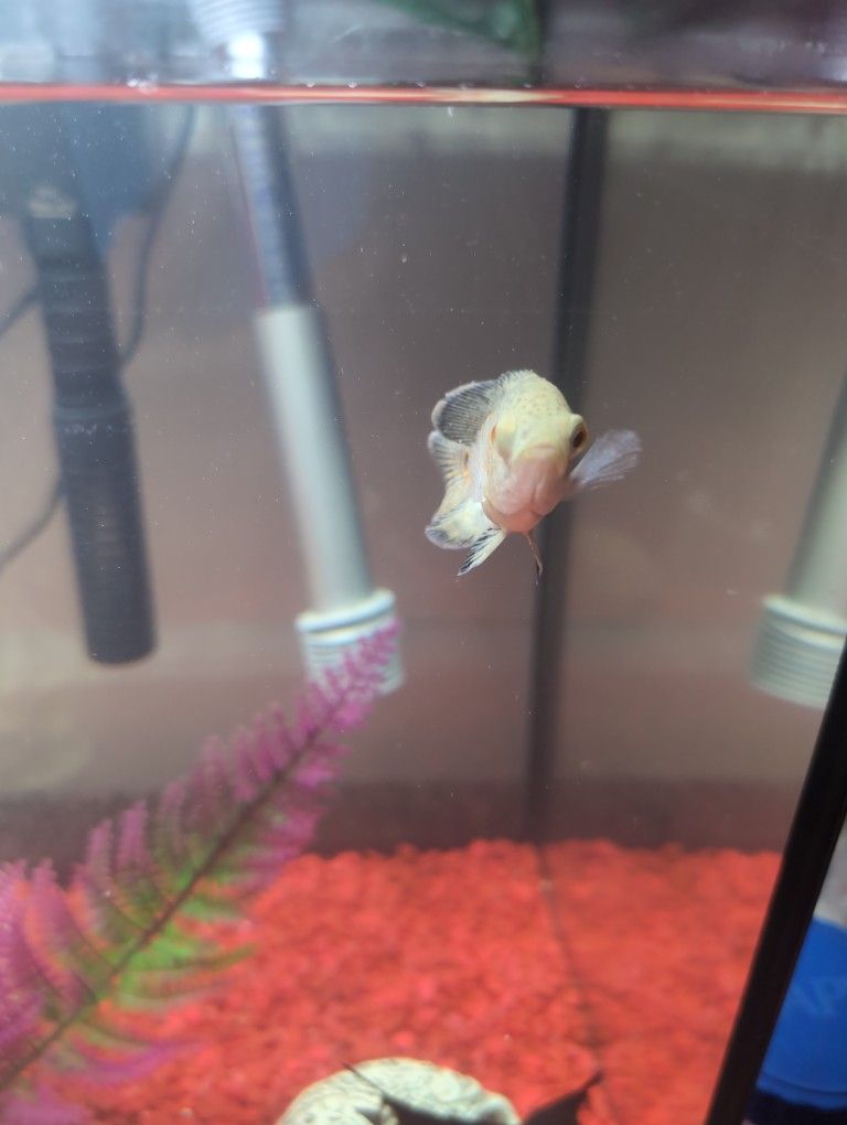 Stocked Tank 