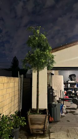 24 G Podocarpus Tree Type