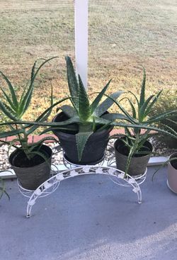 Aloe