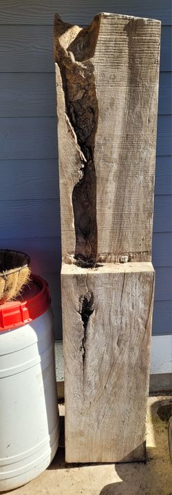 Large Black Walnut 6ft Long 