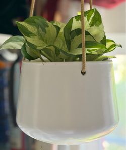 Majestic Manjula Pothos in Classic Ceramic Hanging Pot