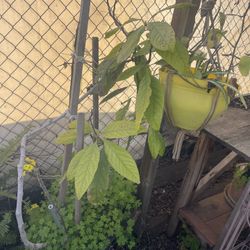 Plants Moving Out Need To Go Asap 