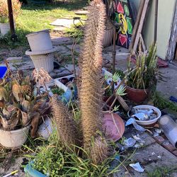 Madagascar succulent