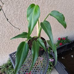 Monstera Burle Marx Flame Plant $65