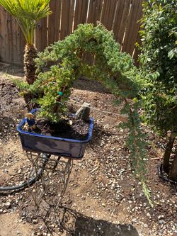 Bonsai Japanese garden Juniper Miyagi style $125 each Bonsai Japanese garden Juniper Miyagi style $125 each