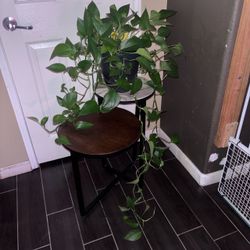 Potted house plants ( spider plant , snake plant, Pothos/devil’s IV plants, XXL9 foot + corn plant