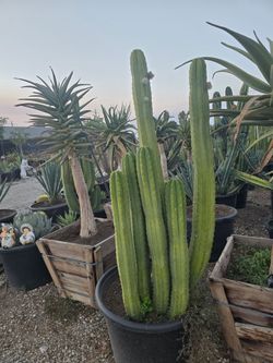 Cactus
