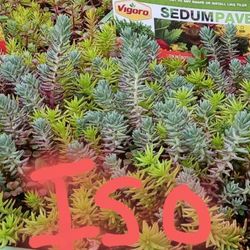 ISO sedum , Dark Purple Clematis or Perennials 