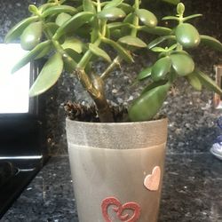 Money Tree