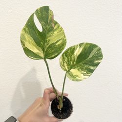Monstera Aurea 