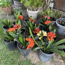 Clivia plant orange color