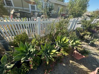 Se venden plantas