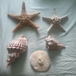 Home Decor Shells