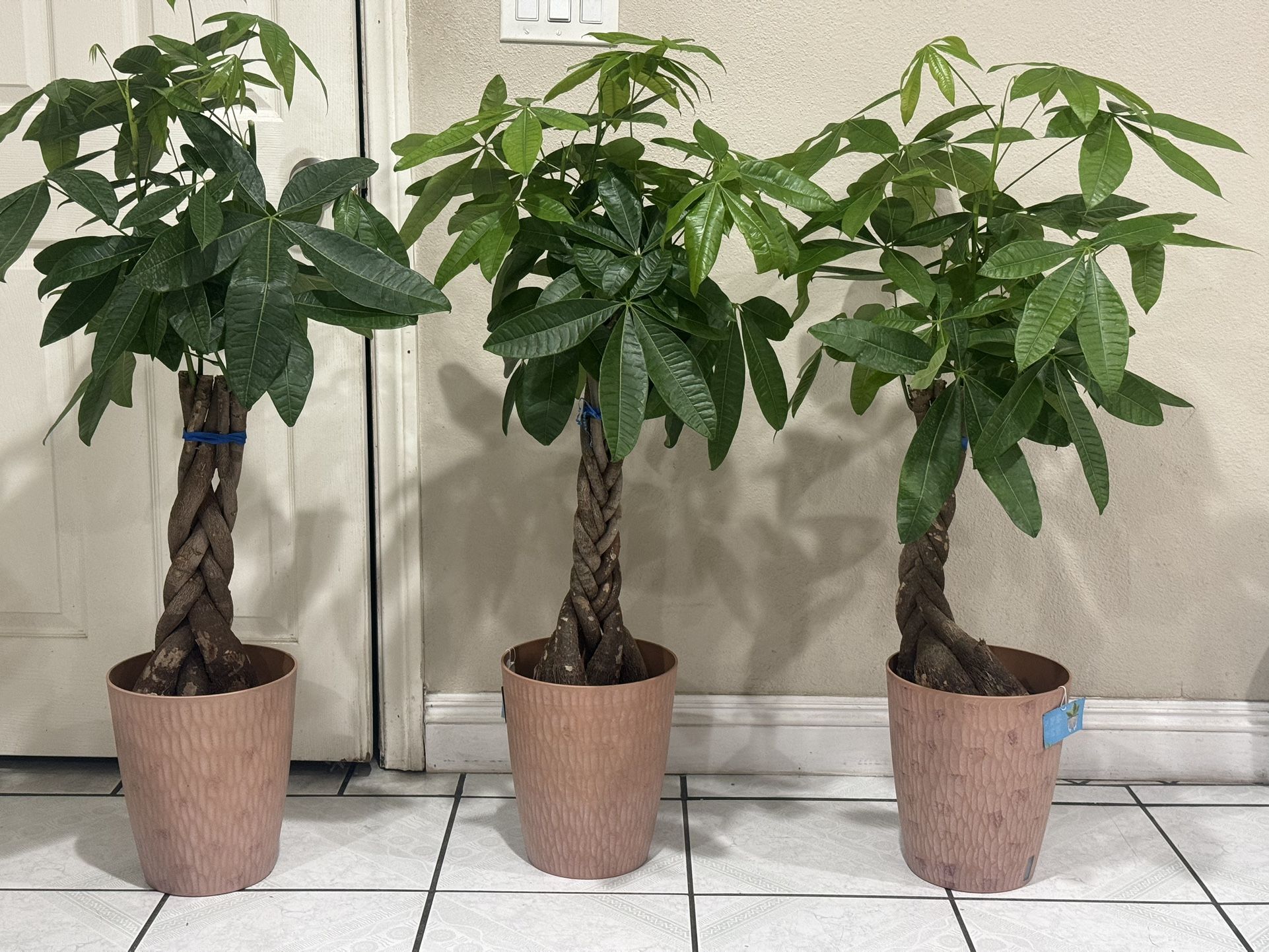 fertilizer for plants indoor Espoma Indoor! 8 oz  Unity Church Hill Nursery, LLC