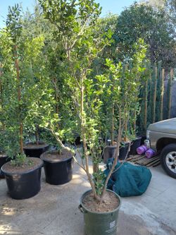 Limon Mexicano 5ft