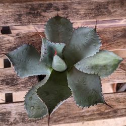 "Artichoke Agave" Live Plants (Agave parryi truncata)