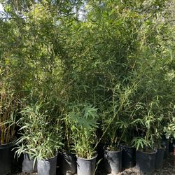 5 Gallon Size- Bamboo Plants- Multiple Varieties Available- Approximately 4-6 Feet Tall 