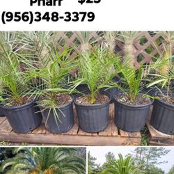 CANARY DATE PALM 🌴