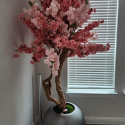 pink And white  cherry blossom tree in 30 globe planter