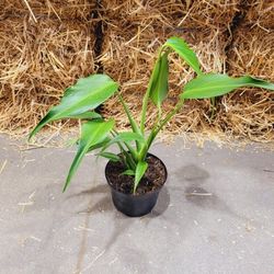 Monstera  Burle Marx  Flame