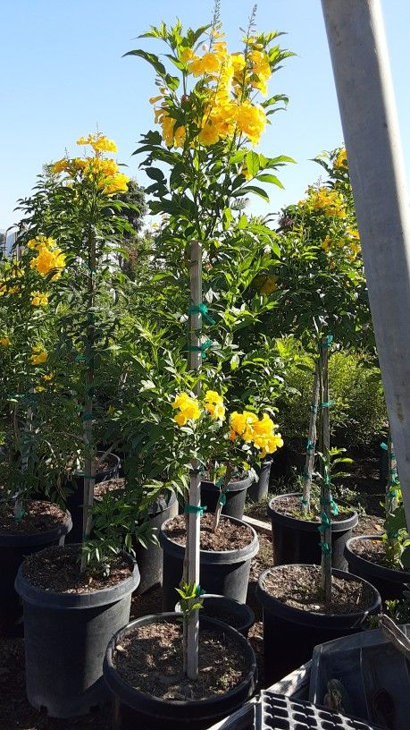 Planta Muy Bonita Se Llama Tronadora $45 15 Galones Le Sirve También Para La Diabetes Y Para Otras Enfermedades Más