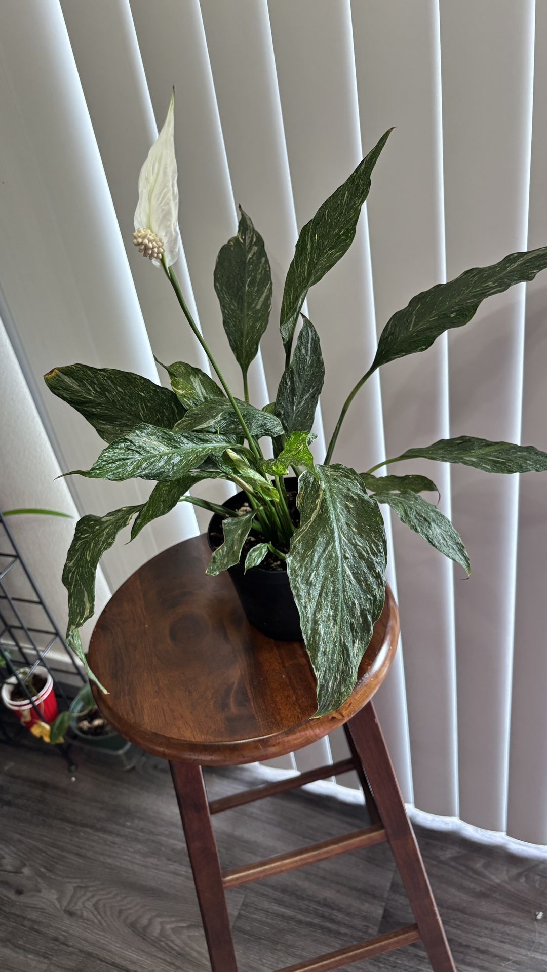 Big Variegated Peace Lily