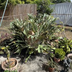 Giant staghorn ferns