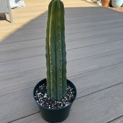 Big San Pedro cactus, comes in a 6” nursery pot, live plant. Check profile for more plants. 