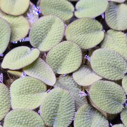 Salvinia Minima Aquarium Floaters
