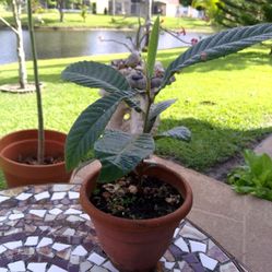 Healthy Loquat Plant 20" Tall