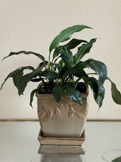 Live blooming peace Lily plant In 7” ceramic pot