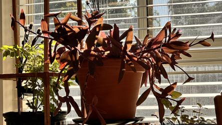 Purple Heart With Terracotta 