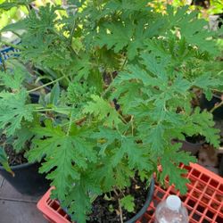 Citronela/ Bueno Para Auyentar A Los Mosquitos