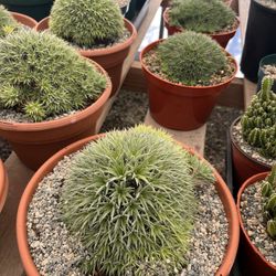 Weekend Sale Brevifolia Plants In 8” Pots $40 Each 