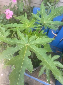 Big Papaya tree